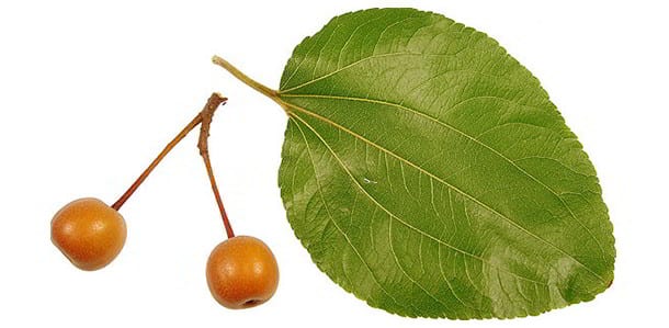 Jujube or Indian Plum Leaves