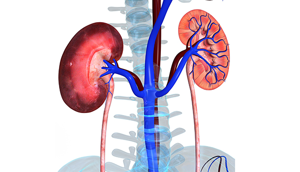 Kidney Functioning and Micturition