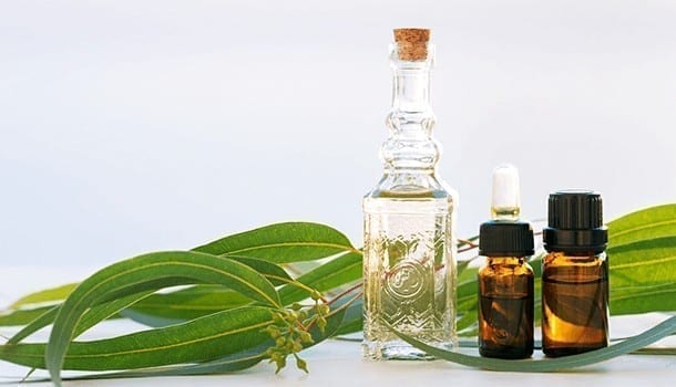 Nilgiri Oil or Eucalyptus Oil