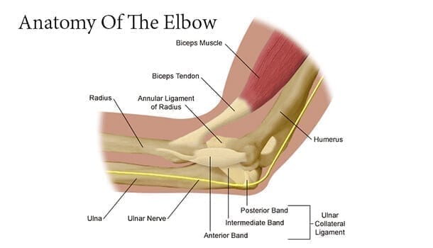 Anatomy Of The Elbow