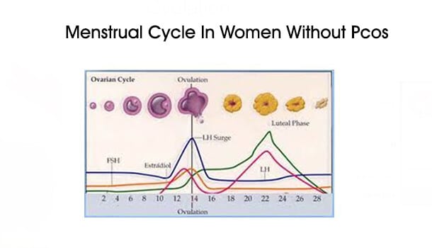 Menstrual Cycle In Women Without Pcos