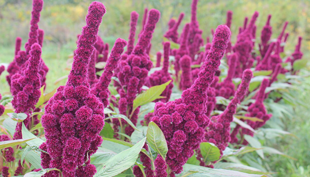 Amaranth – A Great Source Of Calcium Than Milk
