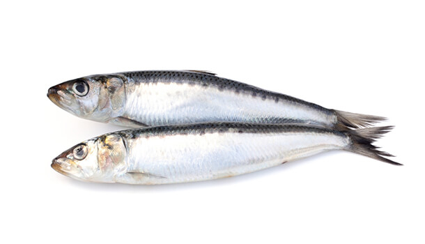 Fish (Sardine) - food sources of calcium