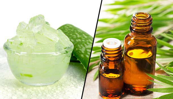 Aloe Vera And Tea Tree Oil As The Natural Remedies For Acne Scars