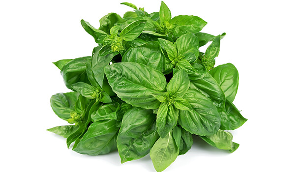 Basil And Its Antibacterial Effect