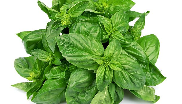 Basil Leaves Natural Remedies For Strep Throat