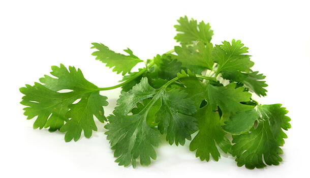 How Does Coriander Work As Home Remedies For Gout