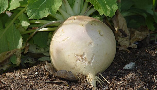 Turnip Nutritional value